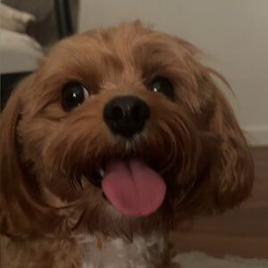 Meet your Posher, Jennel